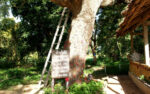 Choeung Ek tree memory